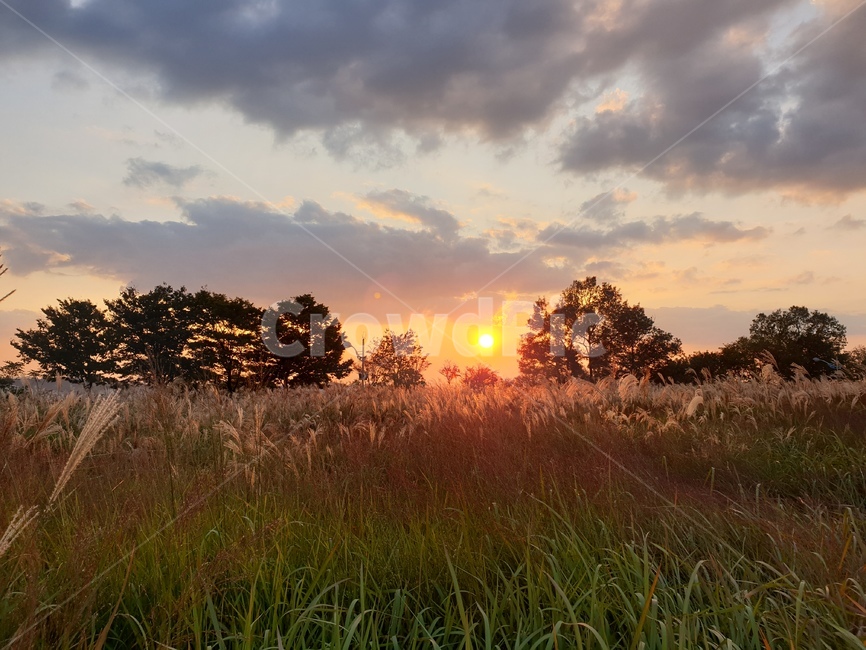 노을,억새,하늘공원,선셋,억새축제,자연,자연,풍경,nature,landscape,outdoors,옥외