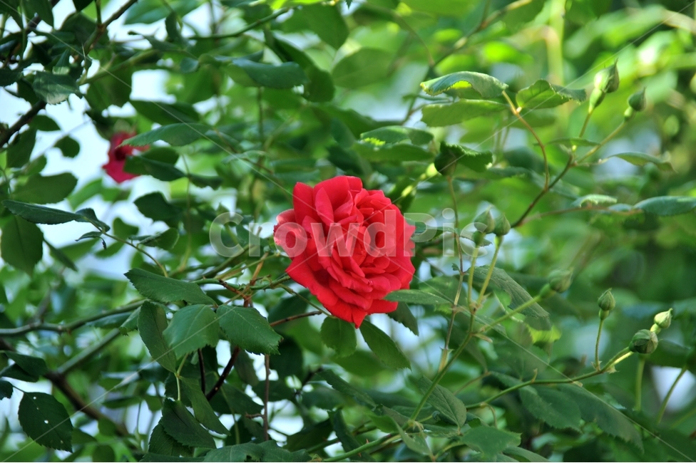 장미,빨간꽃,오월,식물,꽃,rose,자연,식물,자연,plants,nature,꽃,flower