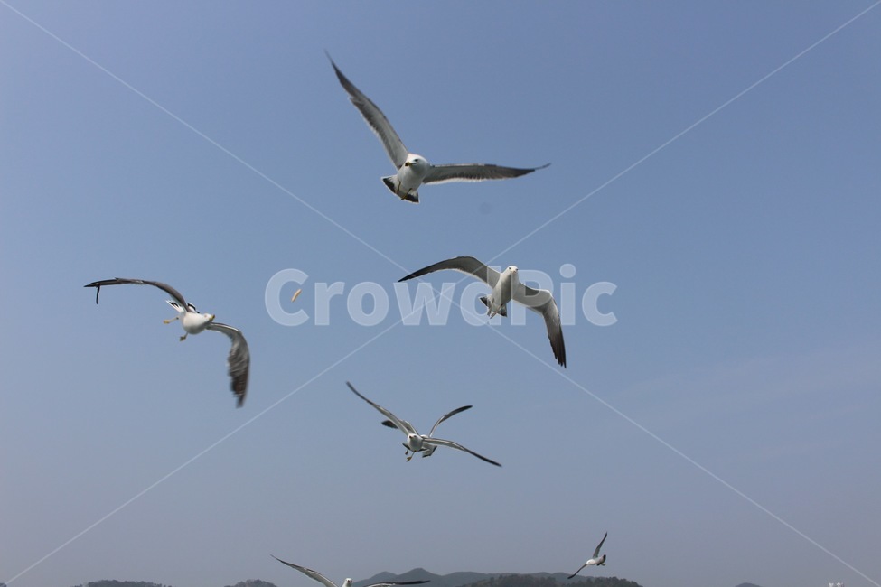 갈매기,새,commongull,bird,동물,animal,조류,대형조류,바다새,동물,animal,조류,새,birds