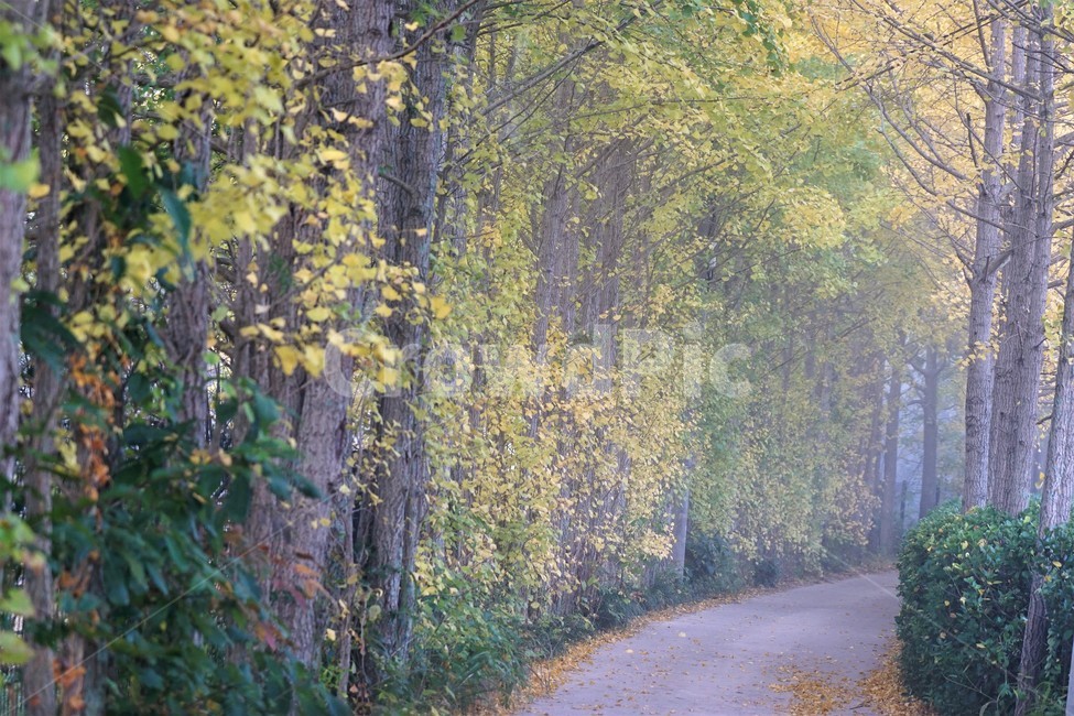 가을,은행나무,단풍,낙엽,나무,자연,식물,풍경,안개,자연풍경,감성,nature,fall,autumn,trees,yellow,은행나무길,green,가을,계절,fall,autumn,season,tree,plant
