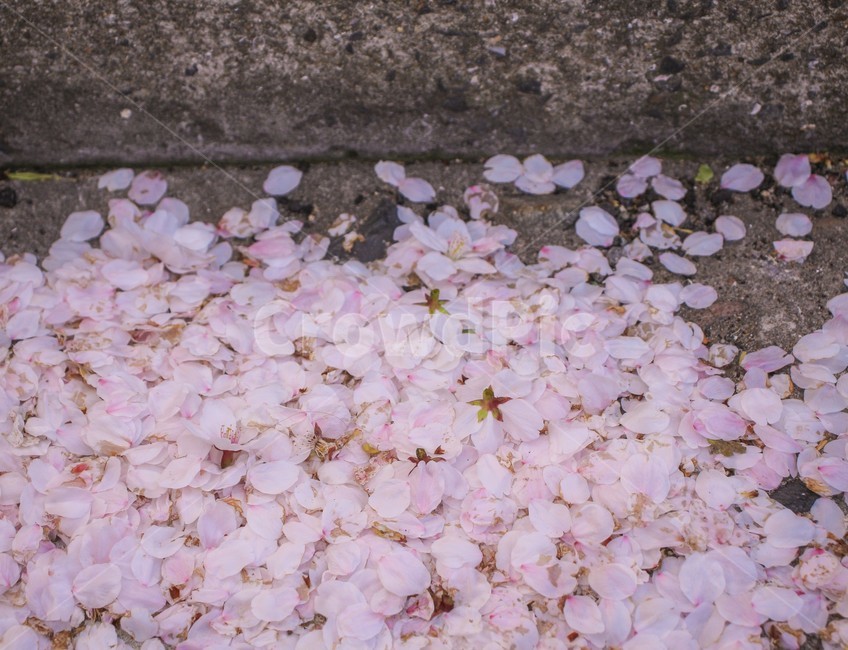 벚꽃,벚꽃잎,분홍색,바닥,시멘트,봄,계절,spring,season,꽃,flower,plant,식물,blossom,petal,꽃잎