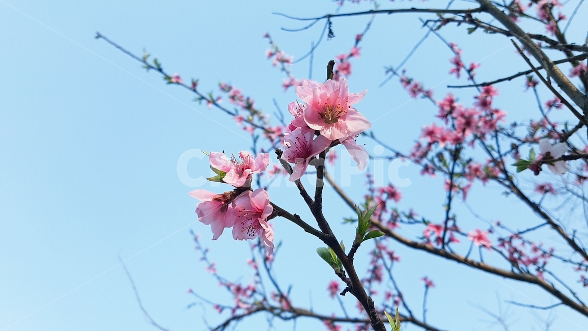 벚꽃,꽃,봄,봄꽃,분홍꽃