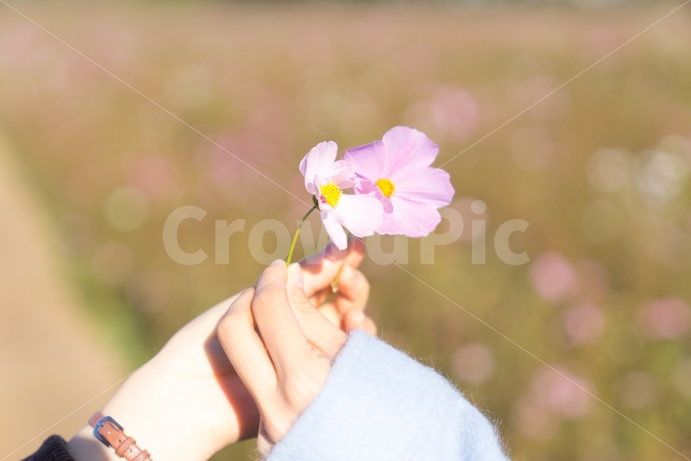 꽃,코스모스,가을,보케,flower,가을,계절,fall,autumn,season,식물,자연,plants,nature,꽃,flower,사람,인물,인간,human,person,신체일부,몸,body,감성,sensible,feeling,geranium,제라늄,plant,blossom