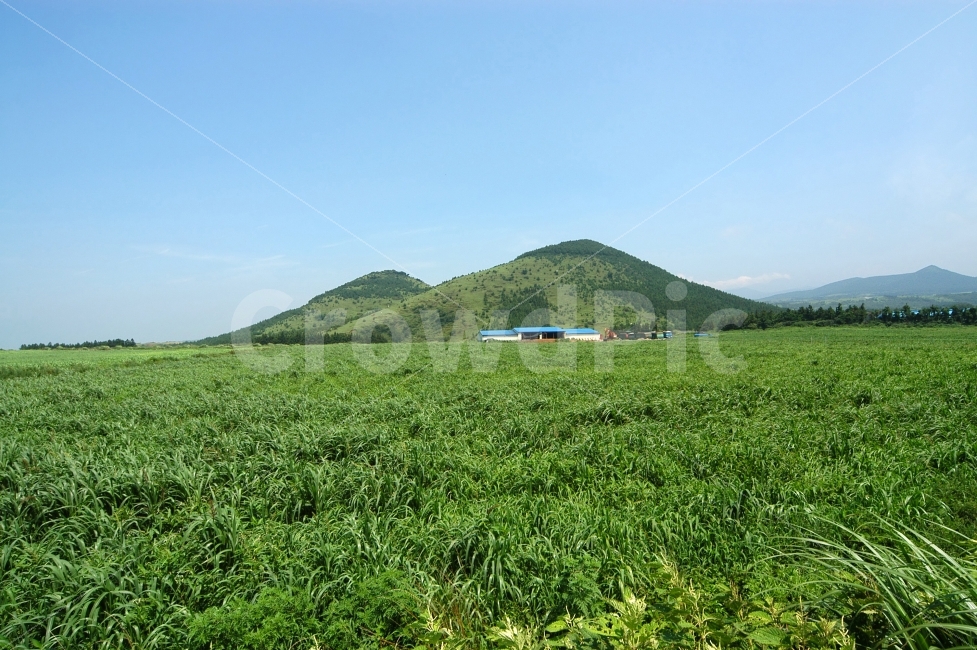 초원,풍경,들판,오름,산,제주,제주도,배경,백그라운드,수풀,식물,자연,농가,목장,농장,자연,풍경,nature,landscape,시골,마을,country,rural,town,outdoors,옥외,hill,언덕