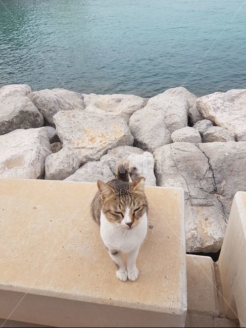 고양이,바다,cat,다소곳고양이,길고양이,동물,animal,포유류,mammal,고양이,cat,kitten,kitty
