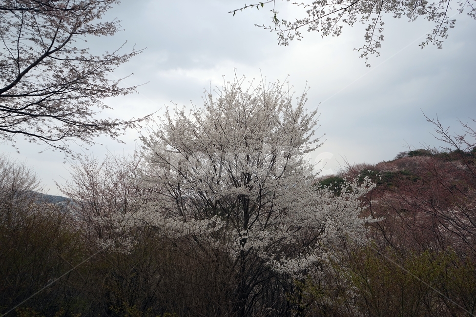 봄,가지,나무,벚나무,벚꽃,cherrytree,blossom,nature,spring,scenery,landscape,봄풍경,자연,하늘,꽃,봄계절,감성,봄벚꽃,봄,계절,spring,season,자연,풍경,nature,landscape,식물,plants,나무,trees,wood,outdoors,옥외,ice,빙
