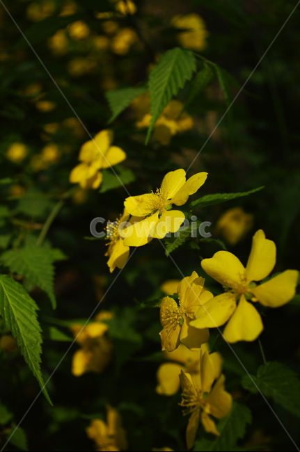 꽃,flower,계절,봄,spring,식물,plant,자연,nature,식물,자연,plants,nature,꽃,flower