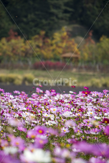 코스모스,가을,꽃,꽃밭,식물,풍경,배경,가을,계절,fall,autumn,season,식물,자연,plants,nature,꽃,flower,blossom,petal,꽃잎,plant