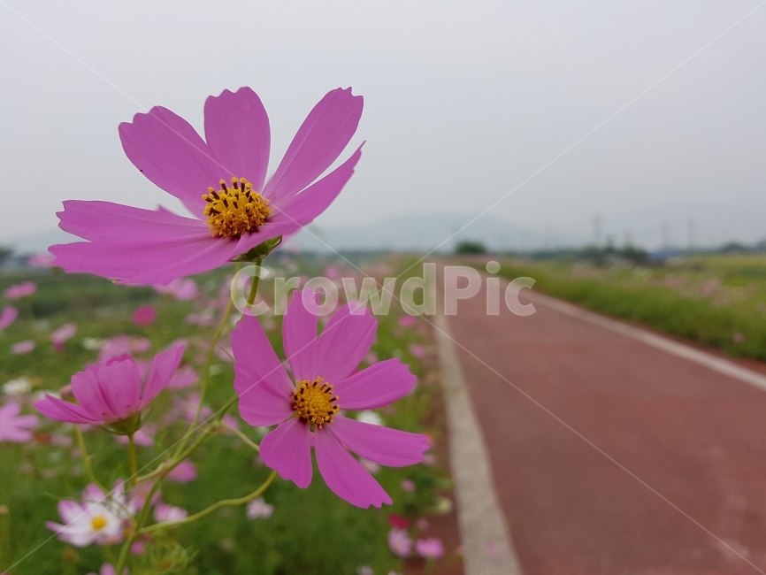 	코스모스,꽃,가을,꽃밭,가을꽃밭,flower,cosmos,fall,autumn,산책로,길,road,가을,계절,fall,autumn,season,식물,자연,plants,nature,꽃,flower,plant