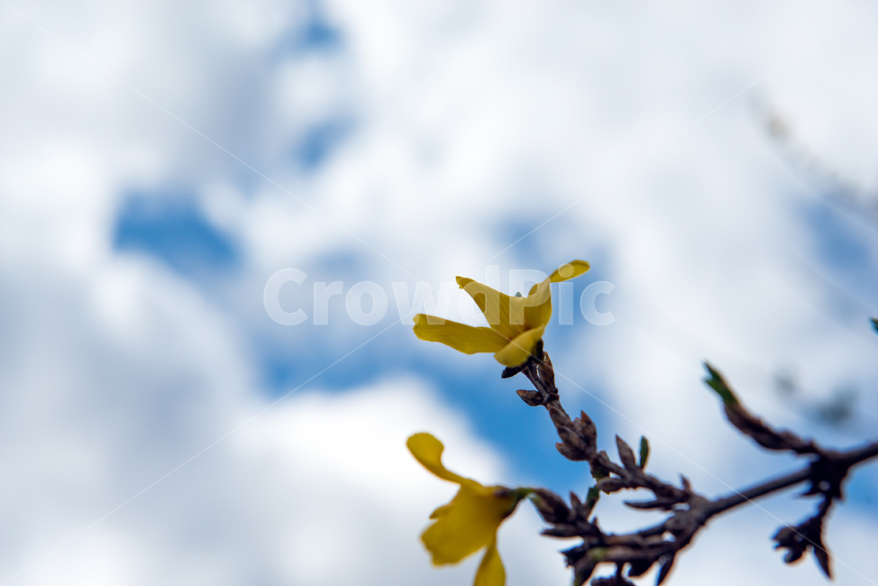 flower,꽃,plant,식물,개나리,forsythiakoreana,하늘,sky,구름,cloud