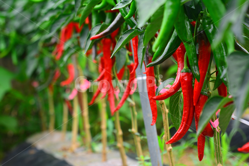 pepper,seasoning,chili,Spicy,Pepper,young,Capsaicin,vitamin c,fiery,taste,pattern,hotpepper,crops,vegetable,Kimchi seasoning,red,adrenaline,Red pepper pancake,depart,hot pepper,new,ingredient,natural,capsicum,Kimchi Ingredients,Spice,start,Cheongyang pepp