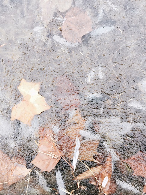 얼음,낙엽,물,자연,단풍,가을,계절,fall,autumn,season,plant,식물,leaf,잎