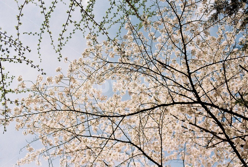 봄,꽃,벚꽃,필름,아날로그,감성,자연,풍경,sring,flower,film,analog,nature,ladnscpae,봄,계절,spring,season,식물,자연,plants,nature,꽃,flower,plant