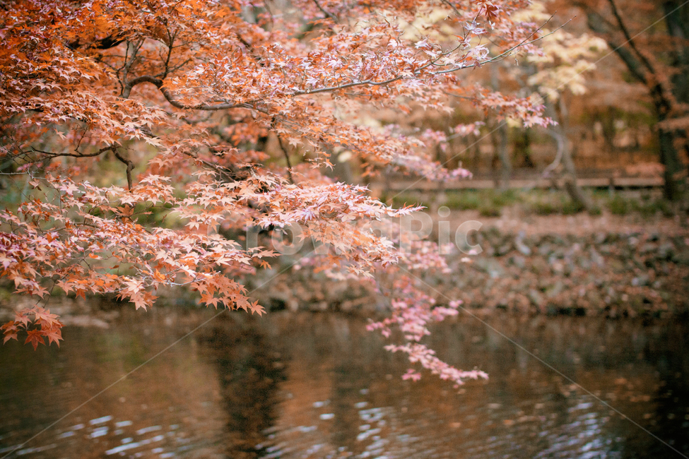 가을,나무,단풍,계절,자연,풍경,단풍나무,낙옆,단풍잎,fall,autumn,seasons,maple,nature,landscape,tree,가을,계절,fall,autumn,season,plant,식물