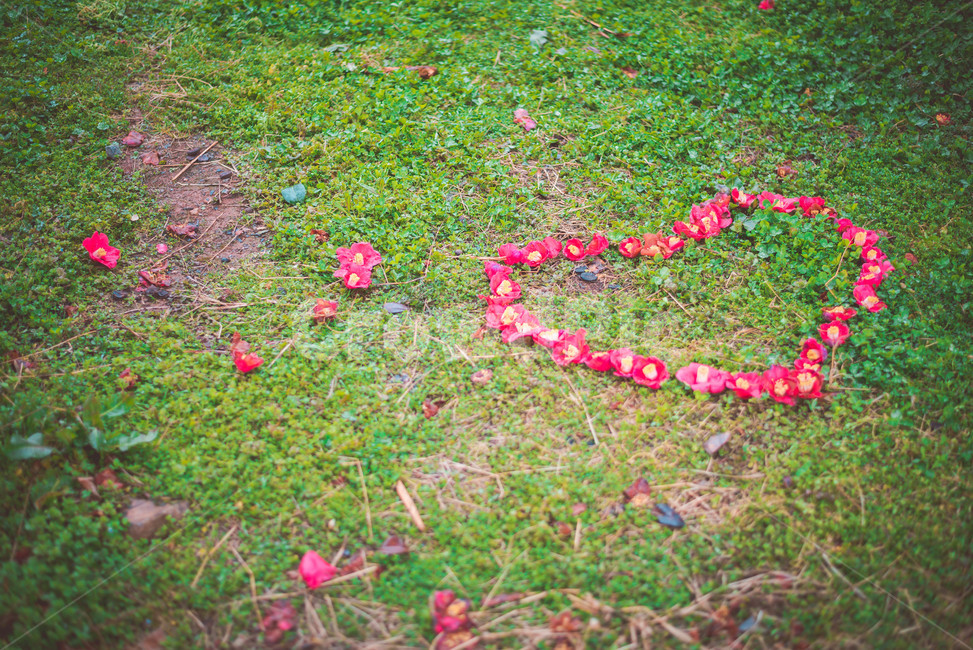 동백꽃,낙화,하트,하트모양,꽃,꽃,flower,감정표현,기분,feeling,emotion