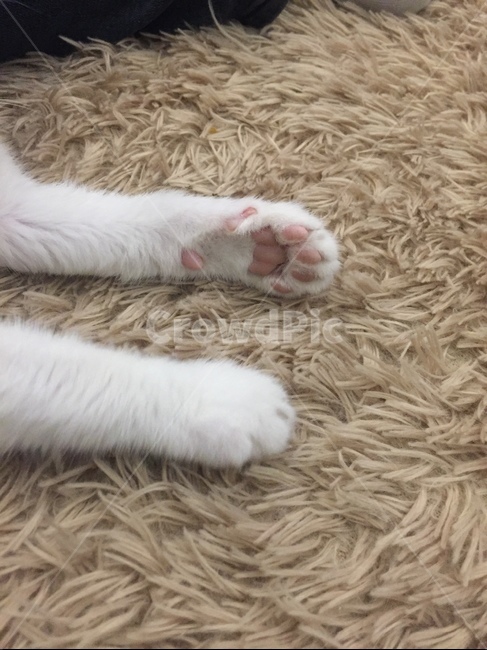 고양이,개냥이,핑크젤리,고양이까페,터키쉬앙고라,동물,animal,포유류,mammal,고양이,cat,kitten,kitty