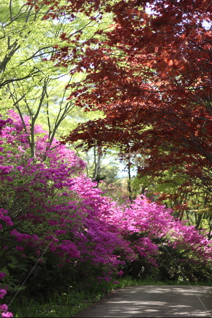 영산홍,수목원,핑크핑크,봄,나무,꽃,풍경,초록,봄,계절,spring,season,자연,풍경,nature,landscape,plant,식물,tree