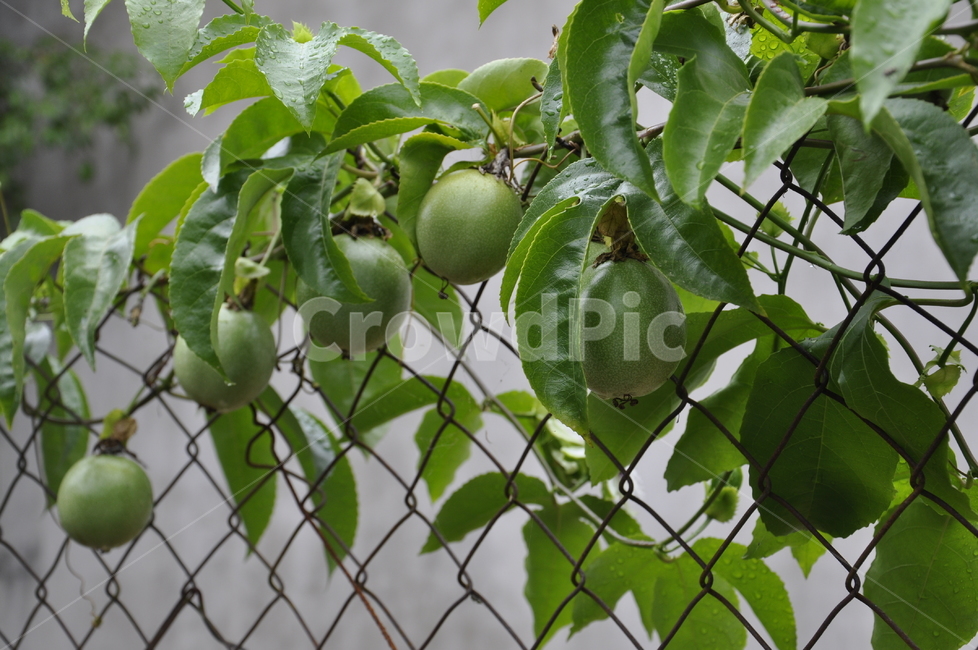 과일,fruit,싱싱한,철조망,가정재배