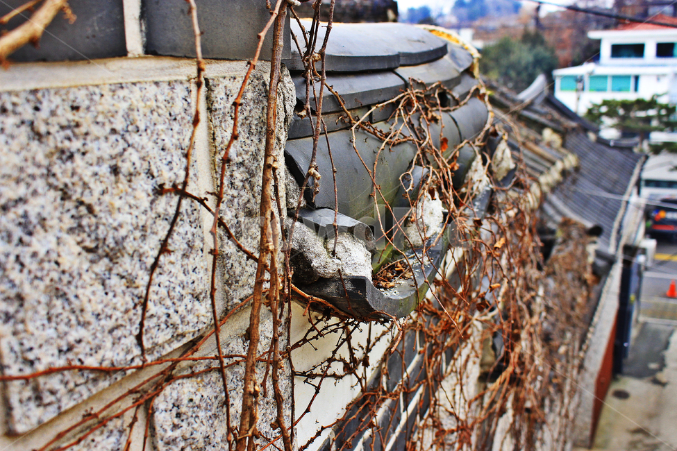 기와,한옥,돌담,돌담길,hanok,덩굴,vine,creeper,건물,건축물,한국전통,한국문화,korean traditional,korean culture
