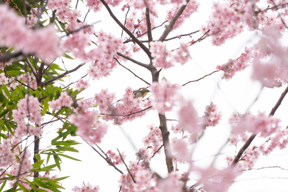 봄,벚꽃,새,조류,자연,봄꽃,핑크,봄,계절,spring,season,식물,자연,plants,nature,꽃,flower,동물,animal,조류,새,birds,plant,blossom