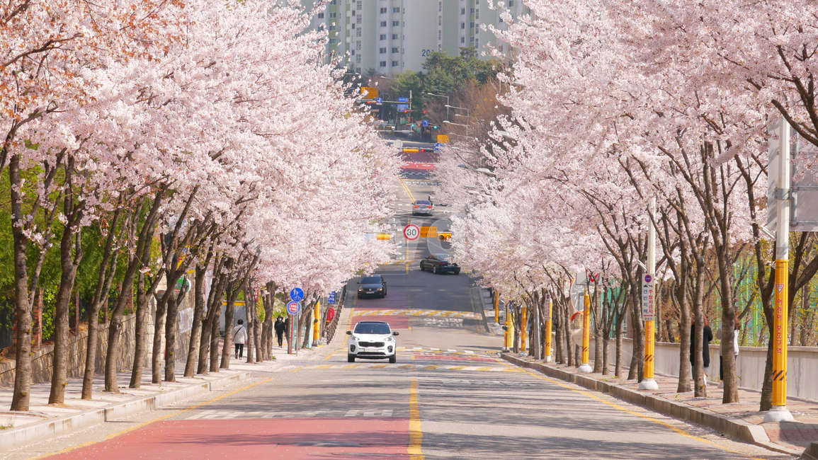 벚꽃,봄,벚꽃길,도로,나무,꽃,식물,풍경,동네,아스팔트,자동차