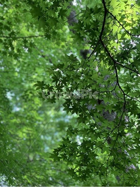 식물,tree,나무,leaf,잎,초록색,단풍잎