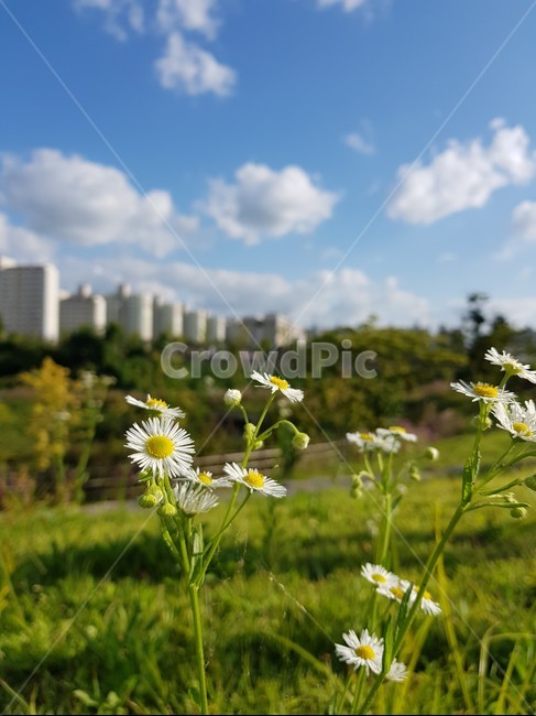 데이지,꽃,하늘,구름,공원,flower,sky,cloud,날씨,weather,park