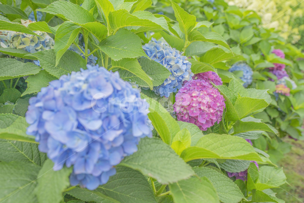 꽃,여름꽃,수국,제주도수국,여름수국
