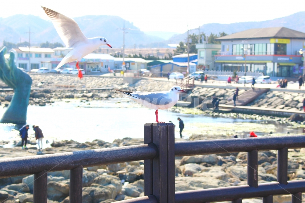 바다,감성사진,풍경,자연,겨울,새,갈매기,bird,sea,sky,동물,animal,조류,새,birds
