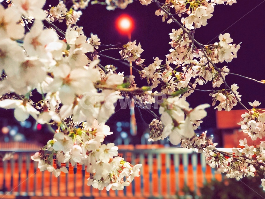벚꽃,다리,가로등,봄,야경,꽃,조명,벚꽃나무,공짗,빛,형형색색,cherryblossoms,bridge,spring,light,nightview,streetlamp