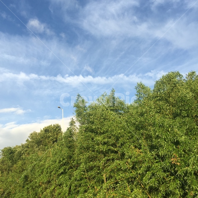 하늘,여름,구름,맑음,전봇대,상쾌,자연,풍경,nature,landscape,outdoors,옥외,vegetation,초목,plant,식물