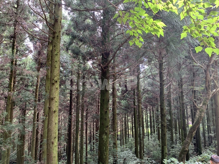 사려니숲,제주도,숲,휴식,나무