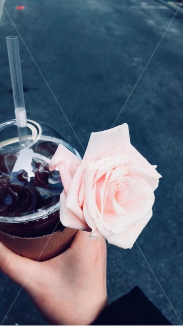 핑크장미,장미,꽃,장미한송이,커피,커피와장미,분홍장미,rose,coffeetogo