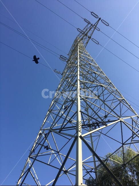cable,케이블,powerlines,전력선,electrictransmissiontower,송전탑,까마귀,crow,동물,animal,조류,새,birds,에너지산업,energy industry