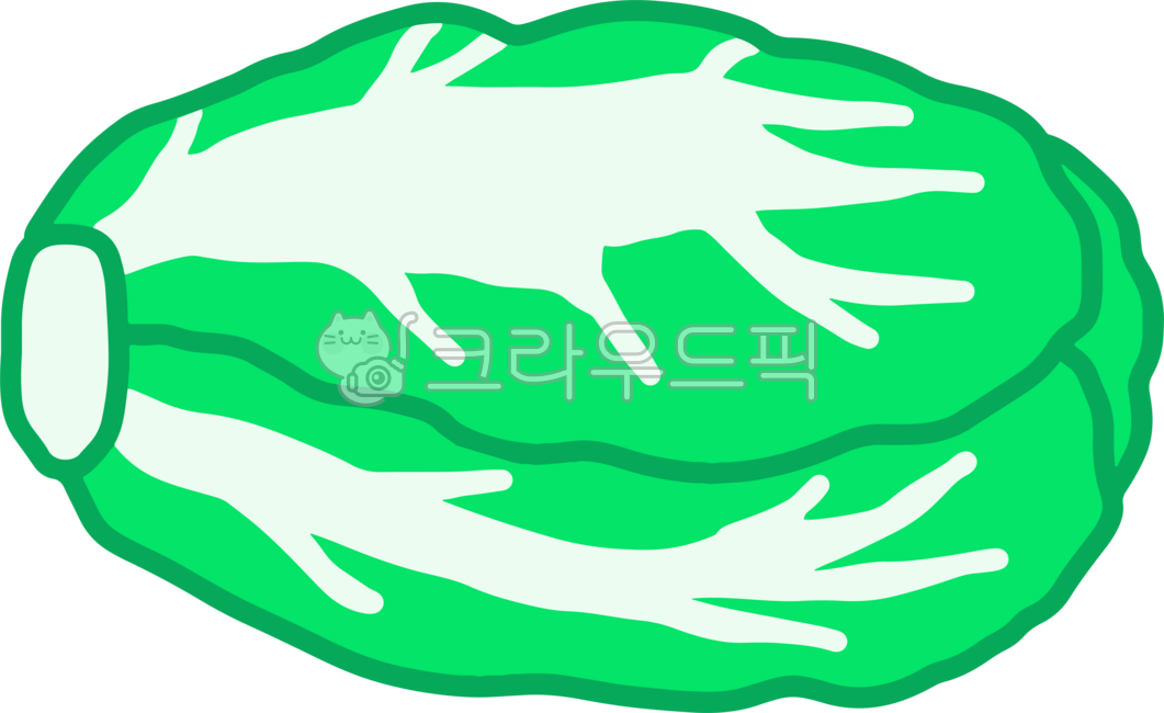 배추, 절인배추, 배추이미지, 한국배추, 김치, 사진,이미지,일러스트,캘리그라피 - yevely작가