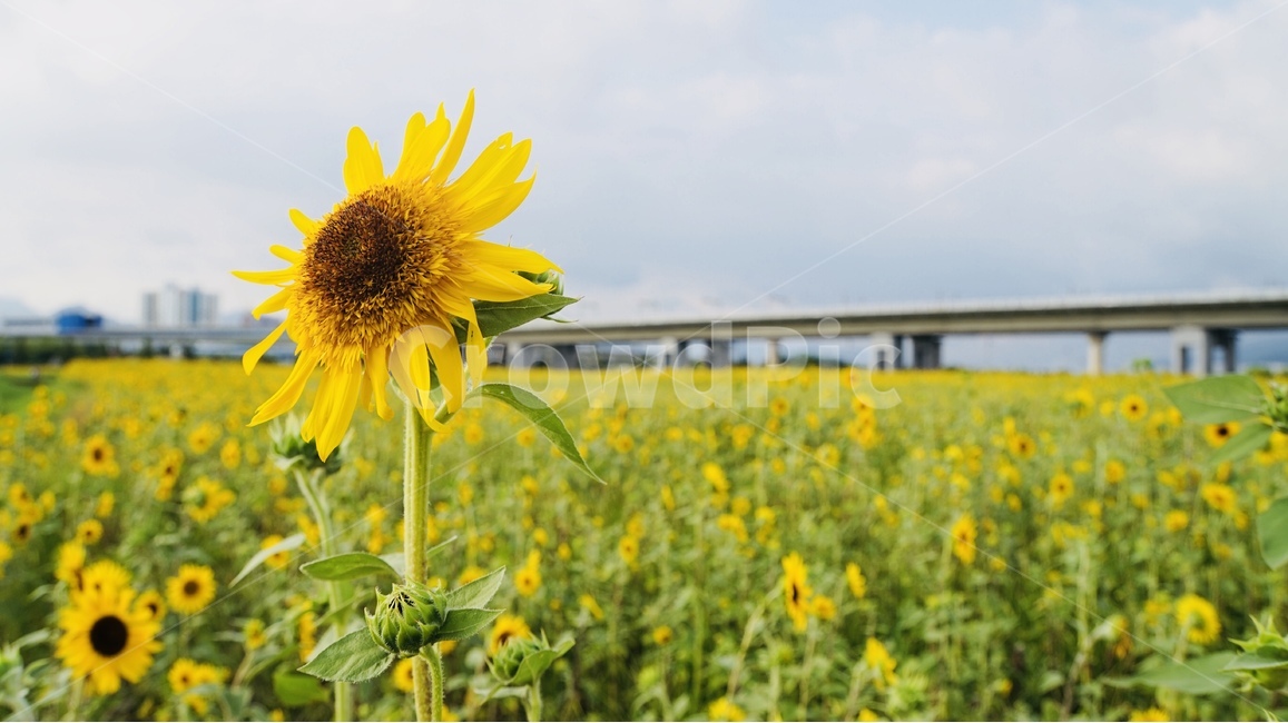 해바라기,꽃,식물,플라워,늦여름,sunflower,flower,자연,풍경,nature,landscape,식물,plants,꽃,flower,plant,blossom