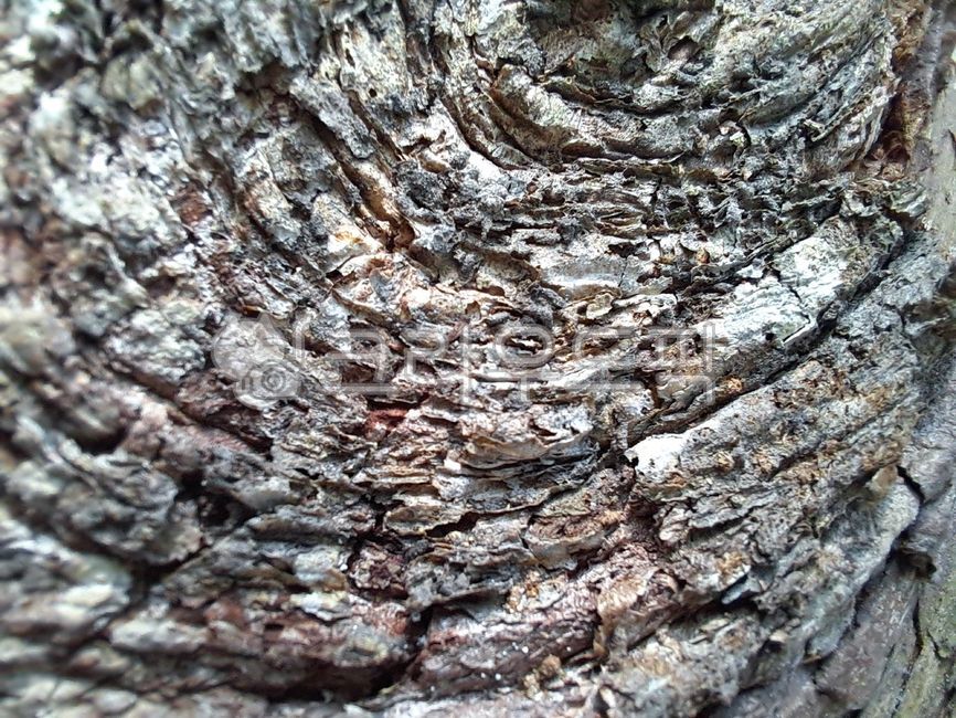 wood pattern,tree trunk,wood grain,nature,plant,tree,treetrunk