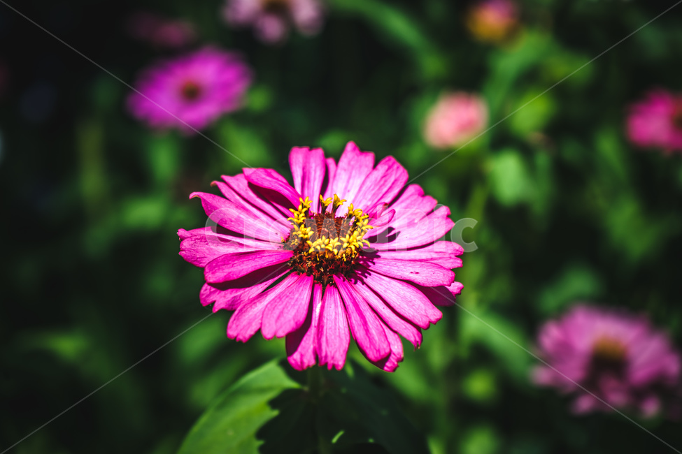 꽃,풀,식물,공원,여름,접사,flowers,plants,park,summer,beautiful,식물,자연,plants,nature,꽃,flower