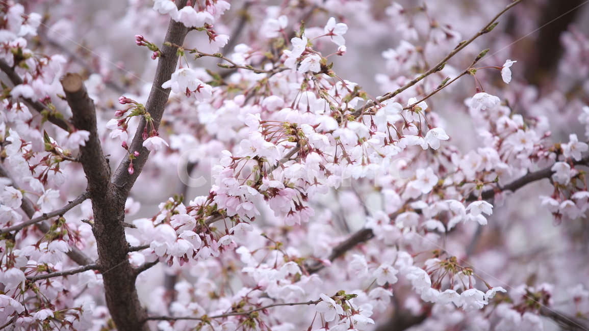 벚꽃,봄,배경,꽃,나무,핑크,봄,계절,spring,season,식물,자연,plants,nature,꽃,flower,plant,blossom,cherry blossom