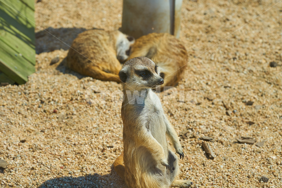 어린이대공원,동물원,동물,미어캣,서있는,경계하는,park,animal,zoo,공원,meerkat,동물,animal,포유류,mammal