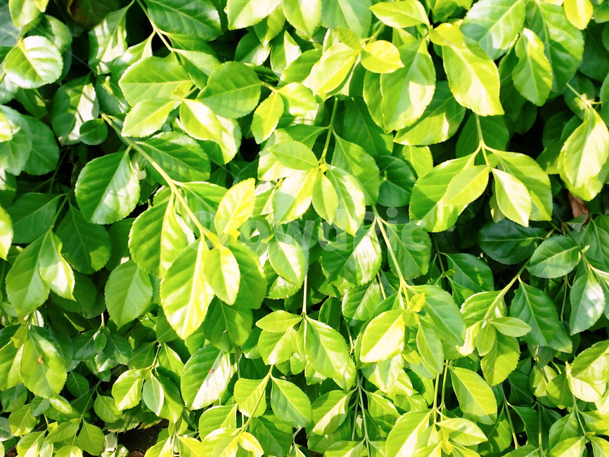 잎,식물,잎사귀,초록,연두,녹색,leaf