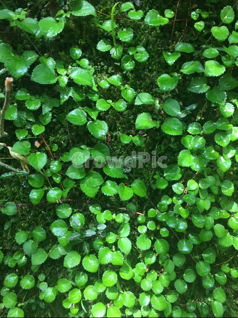 이끼,풀,자연,숲,비,식물,자연,plants,nature
