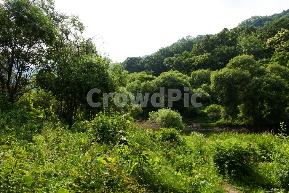 산,숲,피톤치드,산소,초록,여름,자연,풍경,nature,landscape,outdoors,옥외,vegetation,초목,plant,식물