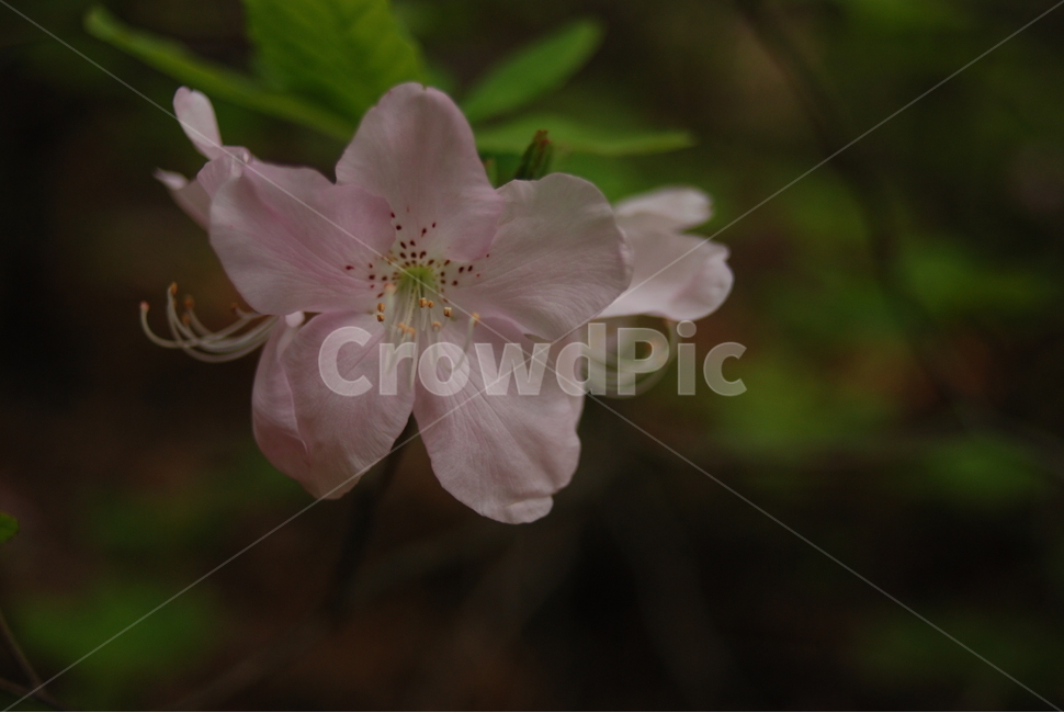 꽃,자연,철쭉,감성,근접촬영,식물,자연,plants,nature,꽃,flower