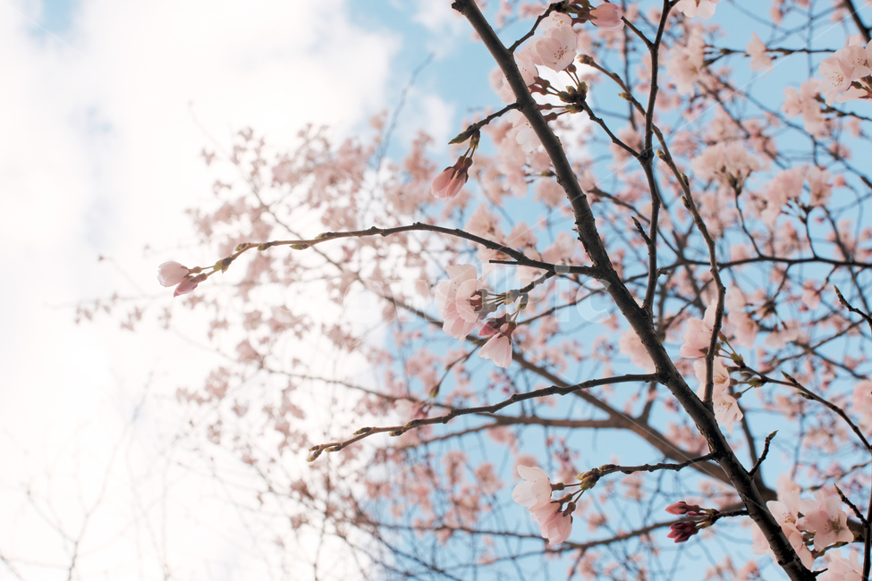 분홍,하늘,구름,봄,꽃,나무,꽃잎,감성,봄,계절,spring,season,자연,풍경,nature,landscape,plant,식물,flower,blossom