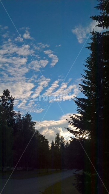 plant,식물,tree,나무,fir,전나무,abies,아비,하늘,sky,구름,cloud