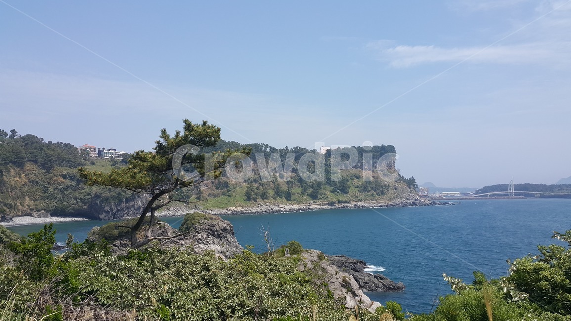 서귀포,제주도,바다,소나무,풍경,자연,절벽,절경,힐링,자연,풍경,nature,landscape,promontory,곶,land,땅,outdoors,옥외,shoreline,해안선,water,물,ocean,대양,sea