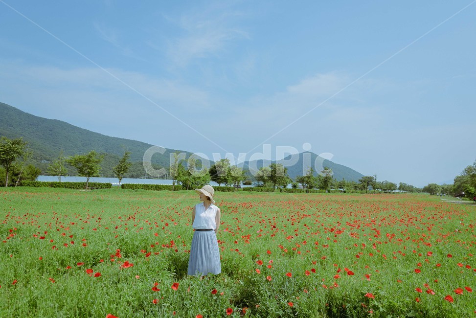 봄,봄꽃,봄소풍,양귀비꽃,모자,봄패션,산책,꽃밭,봄,계절,spring,season,사람,인물,인간,human,person,여성,여자,woman,female,lady,여행,휴가,traveling,vacation,trip,field,들,grassland,목초지,outdoors,옥외,nature,자연
