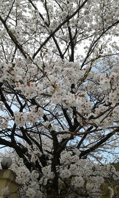 벚꽃,봄,꽃,분홍,4월,봄,계절,spring,season,식물,자연,plants,nature,꽃,flower,plant,blossom