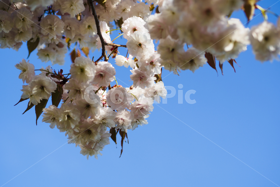 꽃,벚꽃,봄,흰색,배경,낮,계절,spring,season,풍경,나무,flower,오후,흐린,white,검정,black,보케,배경흐림,아웃포커스,포커싱,감성,꽃송이,식물,자연,plants,nature,봄꽃,하늘,파란,봄,계절,spring,season,식물,자연,plants,nature,꽃,flower,plant